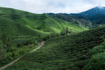 Beautiful tea plantation Cameron Highland - Pahang Malaysia.