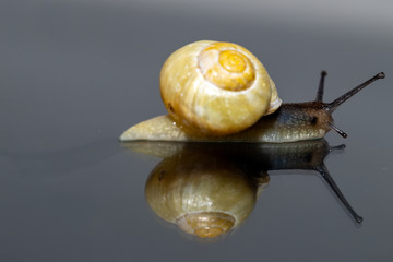 Isolated common European garden snail (Helix aspersa) on glass with a reflection