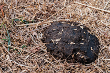 Cow dung on hay