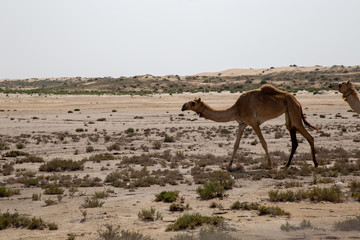 Fototapeta na wymiar Kamel /Dromedar in der Wüste.