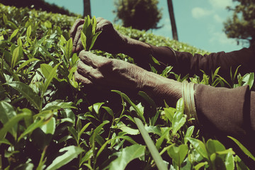 Sri Lanka - the country where tea grows