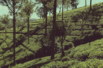 Sri Lanka - the country where tea grows