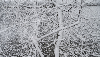 Snow covered branches at winter.