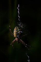 Big Spider Forming The Spiderweb / Argiope Aurantia / Yellow Black Garden Spider / Shadow Light Dark / Cross Spider Insect