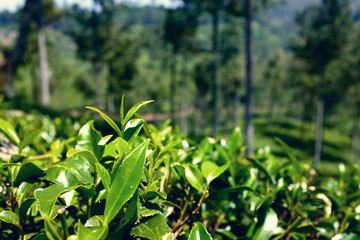 Sri Lanka - the country where tea grows