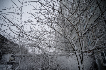Snow covered branches at winter.