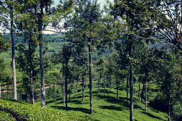 Sri Lanka - the country where tea grows