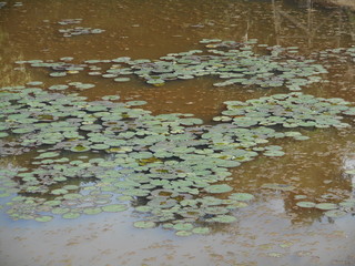 池の浮草