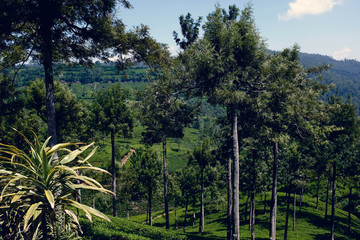 Sri Lanka - the country where tea grows