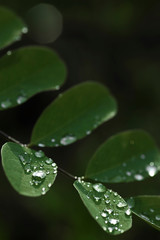 Green Branch With Leaves / Raindrops On Leaf / Shadow Light Dark / Nature Botanical Plant Foliage