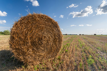Agriculture field with hay bales and blue sky