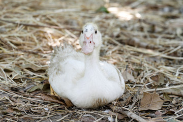 The baby goose sit down and rest in summer at farm garden,thailand