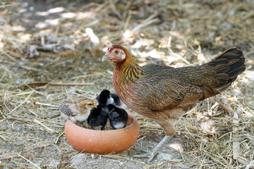 the fighting hen and baby cock eat food in farm at thailand