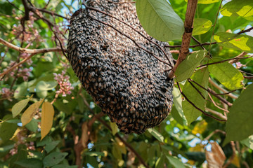 Fototapeta na wymiar Bees make a nest on a tree in the forest nature