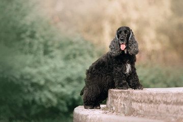 english cocker spaniel dog posing outdoors in summer