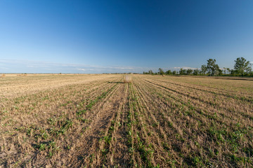 Fototapeta na wymiar Agriculture field with hay bales and blue sky