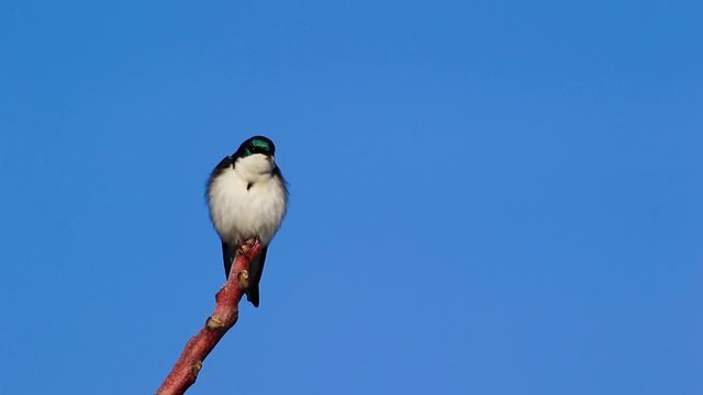 Tree Swallow, Tachycineta bicolor, floof perched left another flys by disturbing it with sound