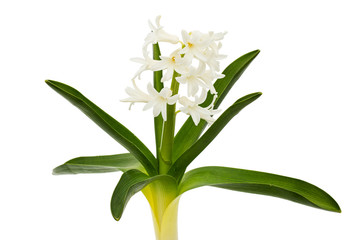 White flowers of hyacinth with green leaves, isolated on white background