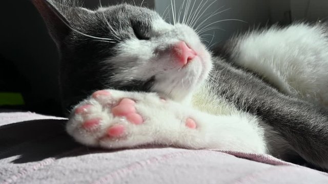 Small grey and white cat with a pink nose shaking its head and changing its napping position on the sunny sofa 