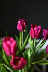 Fototapeta premium beautiful Purple Tulip flowers on Black Background. Greeting card. selective focus