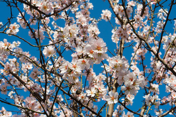 Obraz premium Tree in Spring Flowers (Apricot)