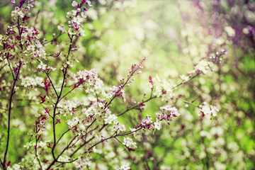 obstbaumblüte im frühling