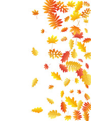 Fototapeta na wymiar Oak, maple, wild ash rowan leaves vector, autumn foliage on white background.
