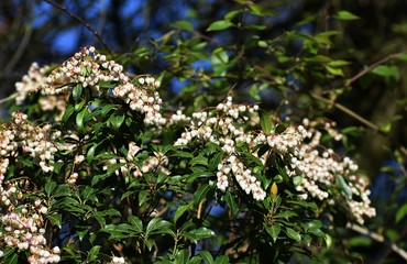 Branches with flowers of Pieris japonica, the Japanese andromeda or Japanese pieris.