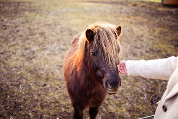 Kleines Pony von Frau gestreichelt