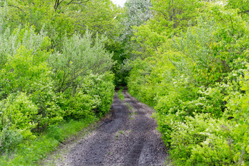 path in forest