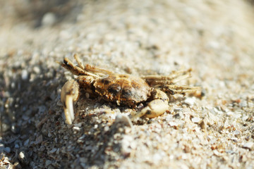 small alive crab on sand in macro