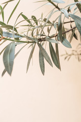 Green leaves branches on white background. Minimal nature concept. Copy space, empty space.