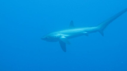 thresher shark hunting his prey