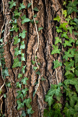 Old tree trunk with green leaves seamless © maravaspan