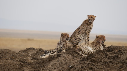Junge Geparden in der Serengeti © turtles2