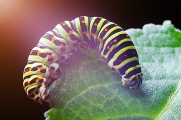 Caterpillar of the Machaon crawling on green leaves, close-up