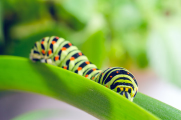 Naklejka premium Caterpillar of the Machaon crawling on green leaves, close-up
