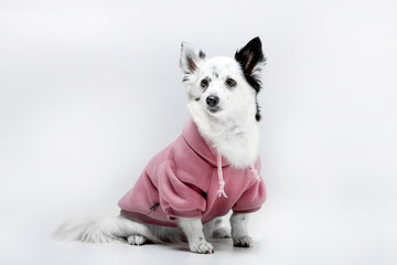 Beautiful black-white dog on a background in clothes