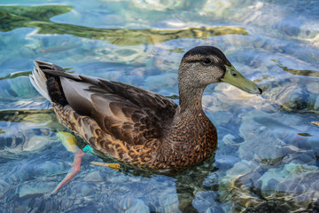 Closeup of Croatian duck at Plitvice lakes