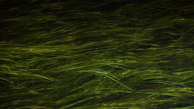 sea grass in a river