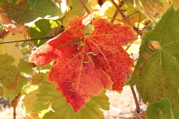 autumn leaves on green background