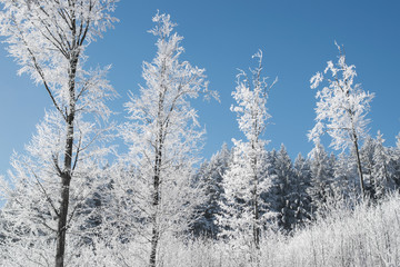 White Snowy Trees Clear Blue Sky
