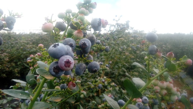 blueberries growing in the garden