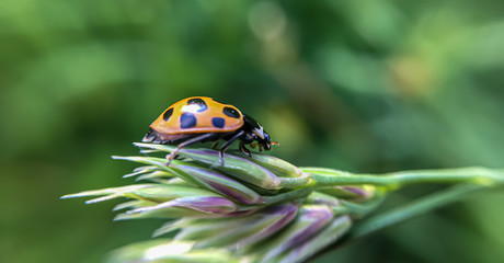 close up of ladybug sitting on flower
