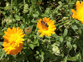 a yellow flower with a bee