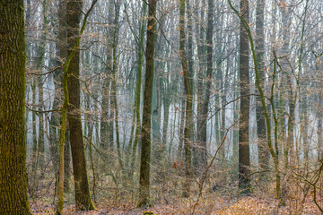 Smoke from fire in forest in Ukraine. Fire hazard.