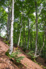 Beautiful forest in the Carpathian mountains
