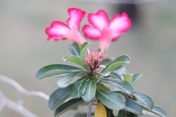 Flower in the garden