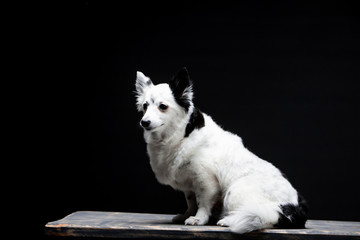 Beautiful black and white dog on a background