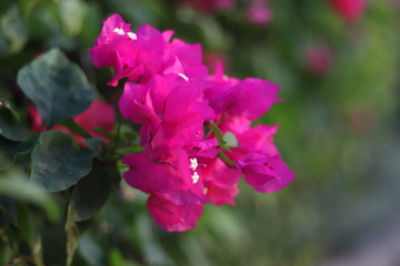 pink flower in the garden